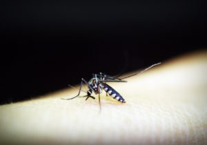 Mosquito Malaria Gnat Bite Insect  - 41330 / Pixabay